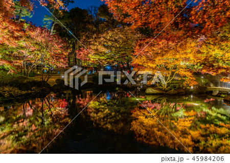大田黒公園　紅葉ライトアップ2018 45984206