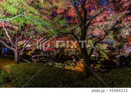 大田黒公園　紅葉ライトアップ2018 45984213