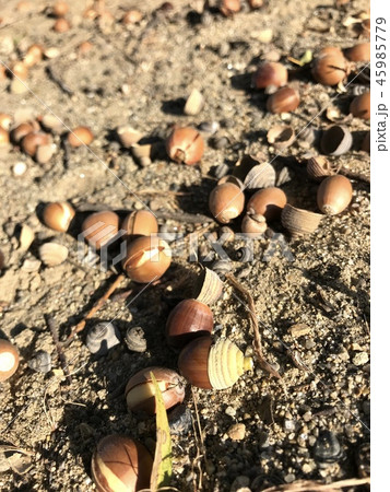 どんぐり 45985779