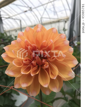 ダリア 45985781