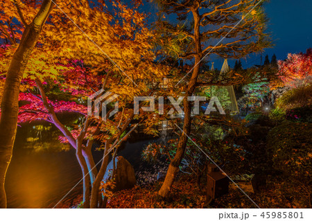 目白庭園 秋の庭園ライトアップ 目白庭園 秋の庭園ライトアップ 45985801