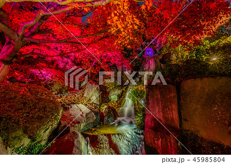 目白庭園　秋の庭園ライトアップ 45985804