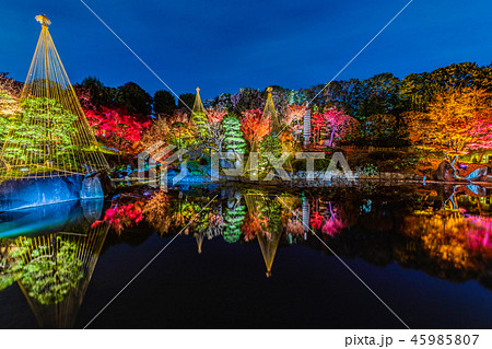 目白庭園　秋の庭園ライトアップ 45985807