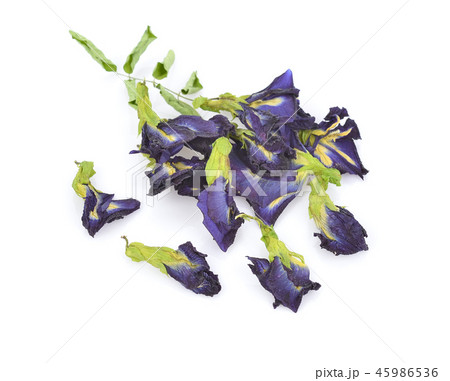 Clitoria ternatea or Aparajita flower isolated Clitoria ternatea or Aparajita flower isolated 45986536