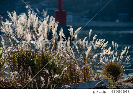 海辺のススキの穂 45986648