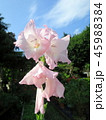 花 フラワー お花 45988384