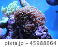 ナガレハナサンゴ 45988664
