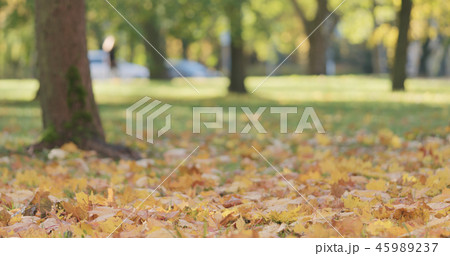 low angle shot of maple leaves in autumn park 45989237