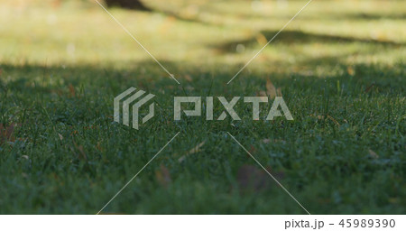 Closeup green grass with fallen leaves in the morning 45989390