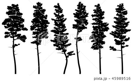Silhouettes of tall pine trees (cedar). 45989516