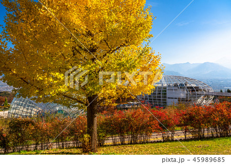 《山梨県》秋の笛吹川フルーツ公園・イチョウ並木 《山梨県》秋の笛吹川フルーツ公園・イチョウ並木 45989685