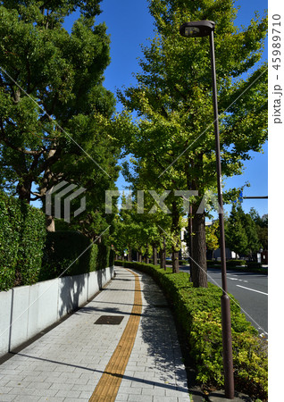 東京メトロ永田町駅から国会図書館方面に向かう道路沿いの街路樹を国会図書館方面に向かって撮影した写真 東京メトロ永田町駅から国会図書館方面に向かう道路沿いの街路樹を国会図書館方面に向かって撮影した写真 45989710