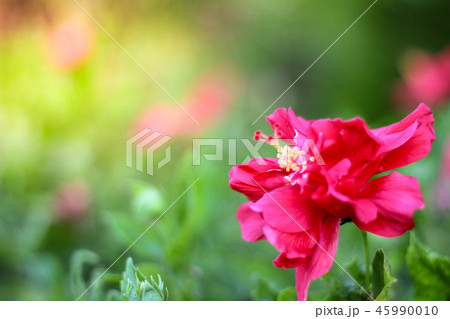 Red hibiscus flowers on the background  45990010