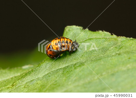 Coccinella septempunctata Pupa 45990031