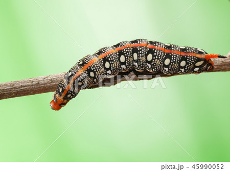 Crawling on tree brunch caterpillar 45990052