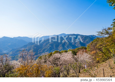 冬桜が咲く宝登山山頂からの眺望 45990564