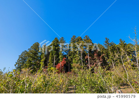 宝登山山頂 四季の丘の風景 宝登山山頂 四季の丘の風景 45990579