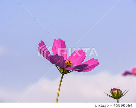 Beautiful cosmos flowers blooming in natural field Beautiful cosmos flowers blooming in natural field 45990664