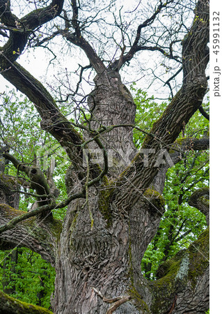 beautiful old oak tree closeup 45991132