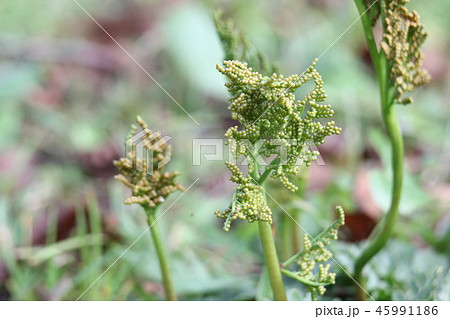 フユノハナワラビ フユノハナワラビ 45991186