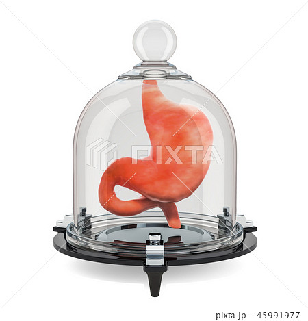Human stomach covered by glass bell, protect 45991977