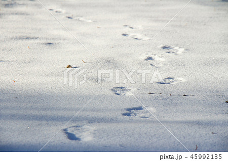 Human footprints on pure white snow in winter Human footprints on pure white snow in winter 45992135