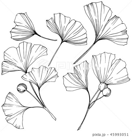 Vector. Engraved black and white ginkgo leaf. Plant botanical garden. Isolated ginkgo illustration Vector. Engraved black and white ginkgo leaf. Plant botanical garden. Isolated ginkgo illustration 45993051