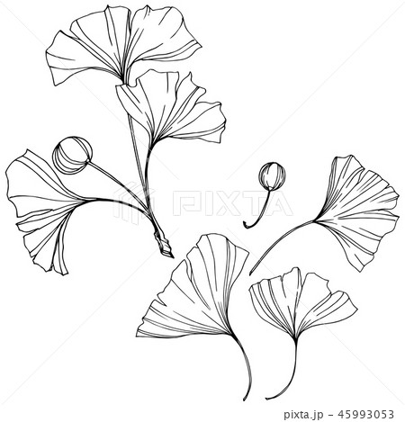 Vector. Engraved black and white ginkgo leaf. Plant botanical garden. Isolated ginkgo illustration 45993053