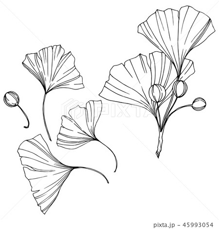 Vector. Engraved black and white ginkgo leaf. Plant botanical garden. Isolated ginkgo illustration 45993054