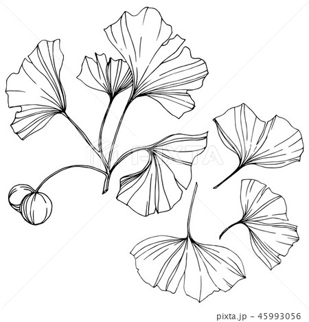 Vector. Engraved black and white ginkgo leaf. Plant botanical garden. Isolated ginkgo illustration Vector. Engraved black and white ginkgo leaf. Plant botanical garden. Isolated ginkgo illustration 45993056