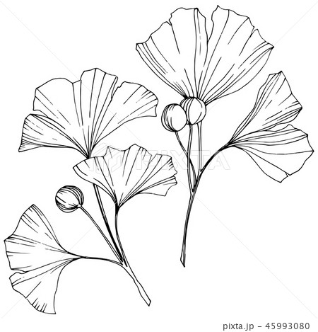 Vector. Ginkgo leaf. Plant botanical garden. Isolated ginkgo illustration element on white Vector. Ginkgo leaf. Plant botanical garden. Isolated ginkgo illustration element on white 45993080