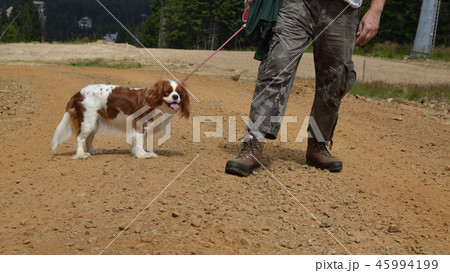 Man and dog in walk Man and dog in walk 45994199
