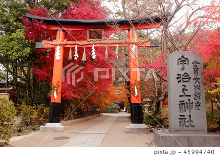 京都府宇治市　宇治上神社　参道の紅葉 45994740