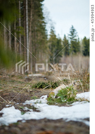 Image of trees and trail with a little bit of snow in forest Image of trees and trail with a little bit of snow in forest 45994983