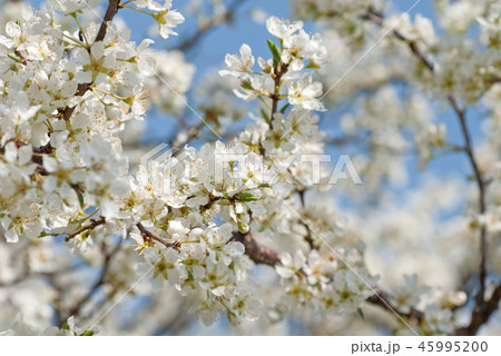 春　李の花　スモモ（学名 Prunus salicina） 45995200