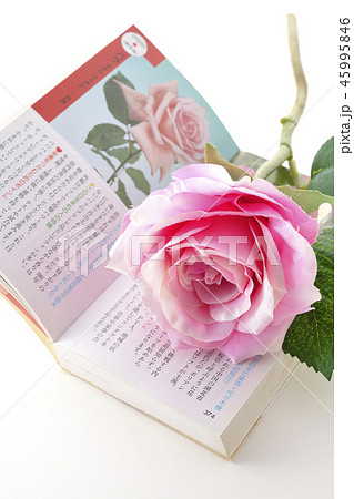 花ことば 花ことば 45995846