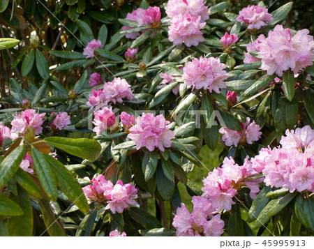 石楠花 しゃくなげ シャクナゲ(Rhododendron subgenus Hymenanthes) 石楠花 しゃくなげ シャクナゲ(Rhododendron subgenus Hymenanthes) 45995913