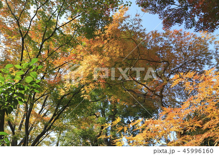 薬師寺　　東京都足立区伊興 45996160