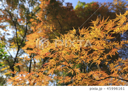 薬師寺 東京都足立区伊興 薬師寺 東京都足立区伊興 45996161