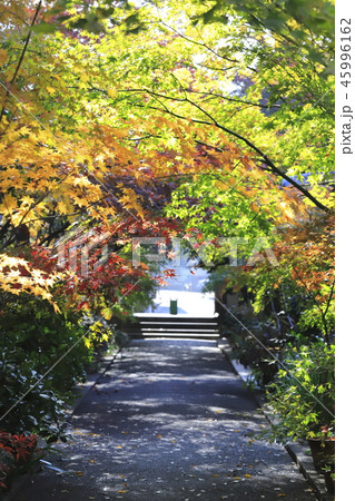 薬師寺 東京都足立区伊興 薬師寺 東京都足立区伊興 45996162