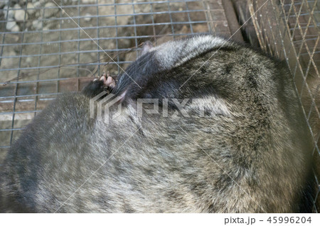 コピルアック コピルアック 45996204