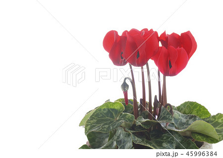 シクラメンの花 45996384