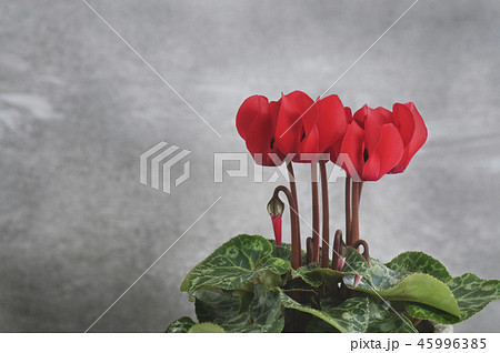 シクラメンの花 45996385