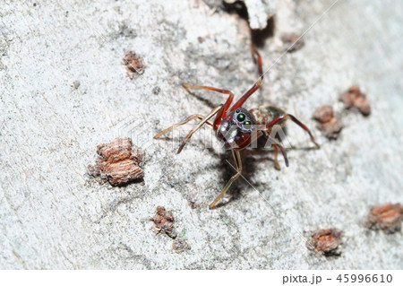 アリグモ(メス) アリグモ(メス) 45996610