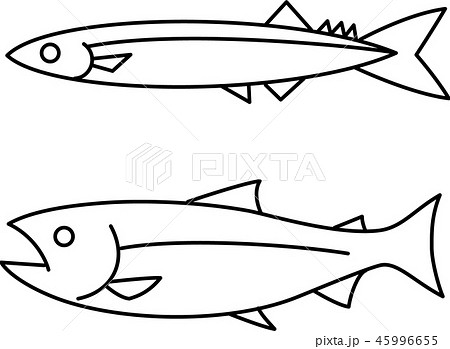 秋刀魚と鮭のイラスト素材