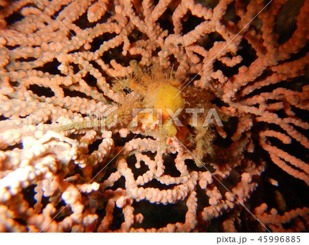 ツノガニ(サンゴに隠れている様子 葉山沖) ツノガニ(サンゴに隠れている様子 葉山沖) 45996885