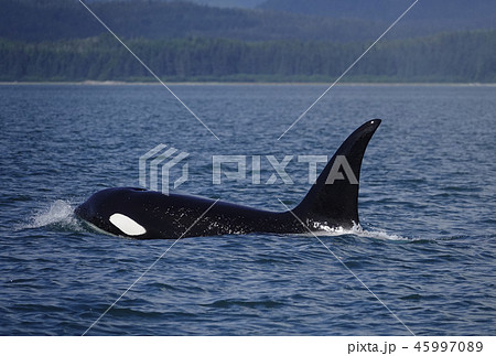 シャチ シャチ 45997089