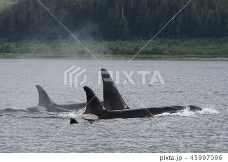 シャチ シャチ 45997096