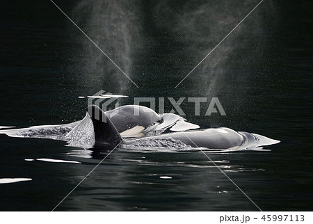 シャチ シャチ 45997113