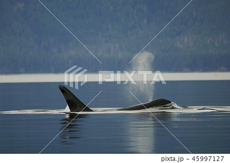 シャチ シャチ 45997127